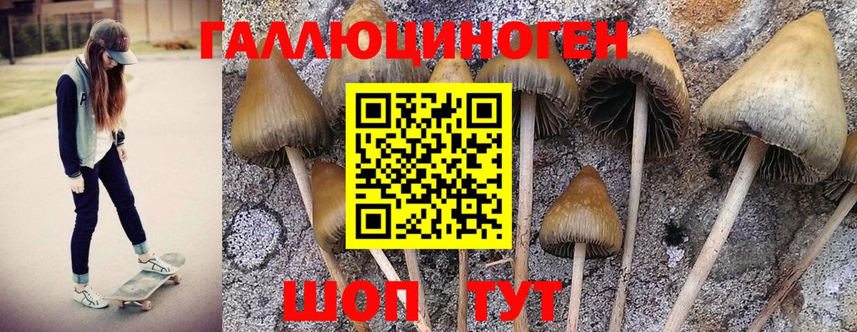 Котельники  Галлюциногенные грибы Psilocybe  Вход с VPN 